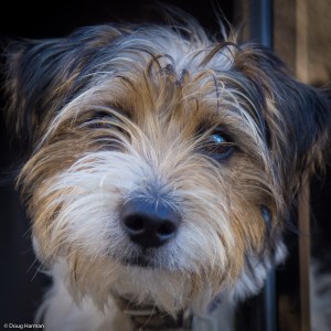 A curious dog peers from a window half day 1-2-1 digital photography tuition